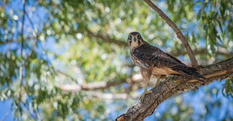 Wild falcon in tree New Zealand Karearea