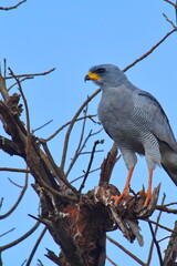 A goshawk perched on a tree branch.