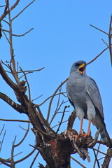 A goshawk perched on a tree branch.