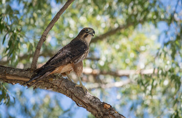 Wild falcon in tree New Zealand Karearea