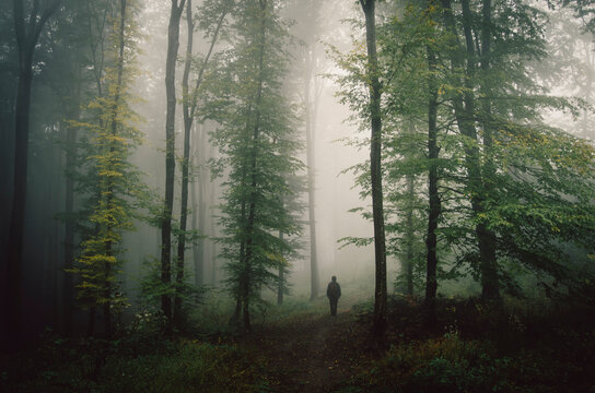 Man in haunted forest with fog