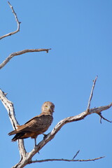 A bird of prey perched on a tree branch.