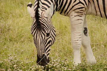 Fototapeta na wymiar A zebra grazing at Etosha, Namibia.