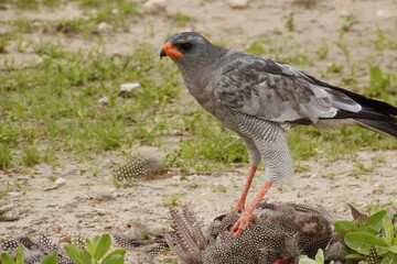A goshawk dining on a freshly killed Guinea fowl in Etosha, Namibia.