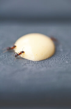 Ant