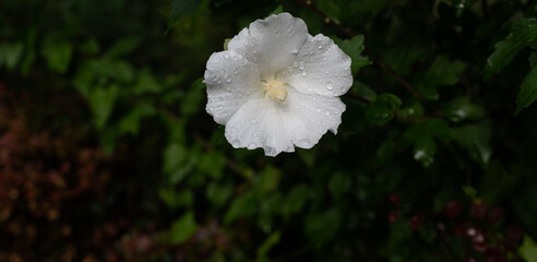 Hibiskus Blüte im Regen lang © max
