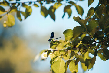 Insect resting on a leaf