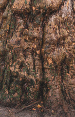 Struktur der Baumrinde eines alten Baum