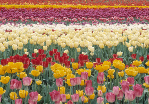 tulip (tulipa) flowers in bands rows strips in an experimental farm in Washington