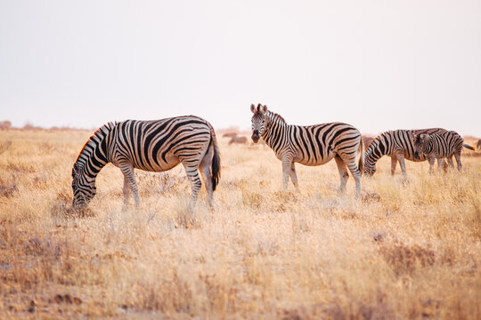 Zebras at sunset on the African savanna