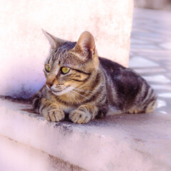 Cute cat with a watchful eye on a pink vignette