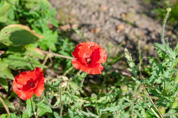Two red poppies on the green background in the garden