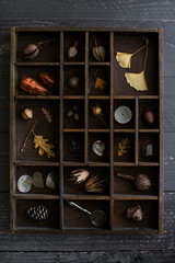 cabinet of curiosities, collection of natural objects displayed in vintage letter press drawer, leaves, shells, dried seed pods, rocks acorns, flat lay