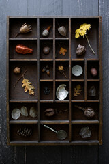 cabinet of curiosities, collection of natural objects displayed in vintage letter press drawer, leaves, shells, dried seed pods, rocks acorns, flat lay