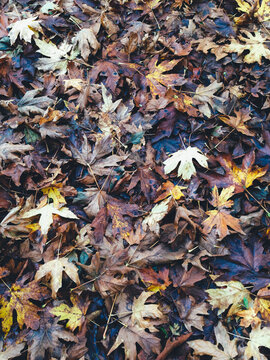 Pile of maple leaves in autumn