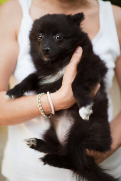 Woman holding in her arms a Puppy spitz dog looking at the camera