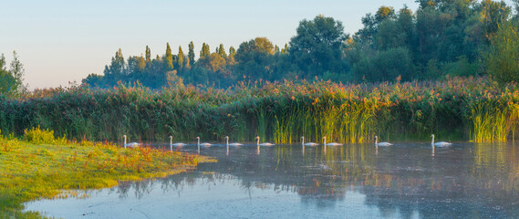 Fototapeta premium Swans swimming in a row along the edge of a misty lake at sunrise in an early summer morning, Almere, Flevoland, The Netherlands, September 2, 2020