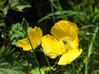 Obraz premium close up of two bright yellow welsh poppy flowers against sunlit green background