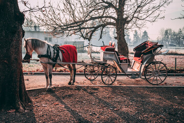 Horse standing still and carriage behind it. Amazing colors of Autumn