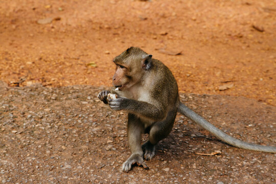 monkey steals food