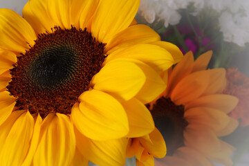 close up featuring a rich yellow sunflower showcased in front of a bouquet faded into the background 