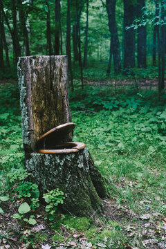 a toilet seat on a tree stump makes a throne in the woods