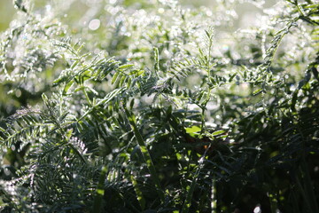 Green silvery grass of mouse peas in drops of morning dew at dawn. Magic sunlight in dew drops on the grass. Later years. Beginning of autumn. Dawn landscape with sun glare.
