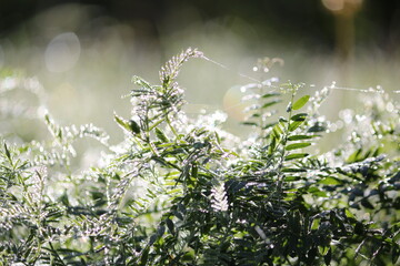 Sun magic of the morning. Silvery dew, shimmering with sunlight, densely covers the green grass in the meadow at dawn. Abundant sparkling dew against the background of iridescent sun glare.