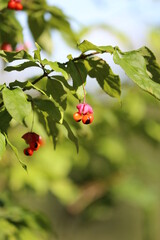 A green brush of Euonymus verrucosus with bright orange-black-pink shiny berries in sunlight against a green forest background. The first days of autumn. Beautiful play of sunlight on wild berries.