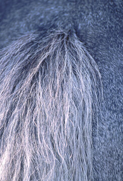 closeup telephoto of a horse tail in shadow