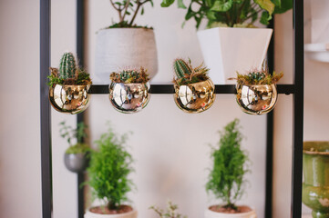Cactus plants in mini gold magnetic planters on shelf