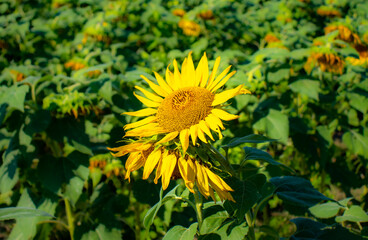 Sunflowers in late August 2020