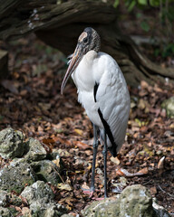 Wood Stork stock photos. Close up resting on the ground displaying its body, head, beak, eye, plumage, black and white colour with a background of foliage and sand in its environment and habitat.