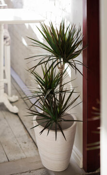 Plant in pot