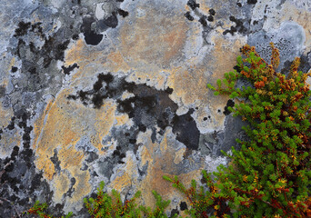 Beautiful colorful natural stone surface with moss and lichen close up. Abstract natural background. The concept environment preservation.