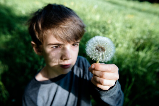 Boy examines a dandelion flower