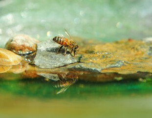 honey bee drinking water from bird bath on hot summer day