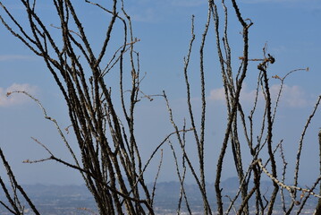 Branches of the Arizona Desert