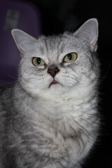 beautiful silver scottish straight cat