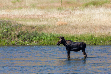 Moose in the Madison River