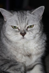 beautiful silver scottish straight cat
