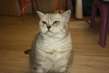 beautiful silver scottish straight cat