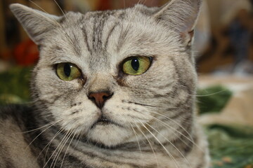 beautiful silver scottish straight cat