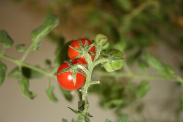 a bunch of red ripe cherry tomatoes on a branch