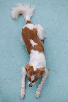 Britney Spaniel dog from above