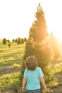 A Little Boy Looks Up At His Christmas Tree At A Tree Farm