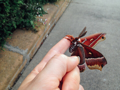 moth sitting on person's finger