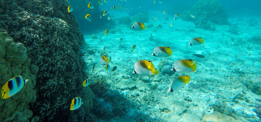 Naklejka na ściany i meble School of yellow tropical fish underwater in Bora Bora coral reef
