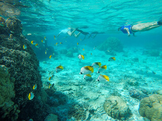 School of yellow tropical fish underwater in Bora Bora coral reef