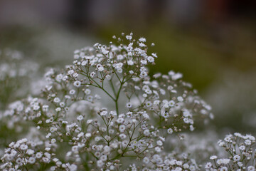 Babys breath, also called Gypsophila paniculataor Schleierkraut
